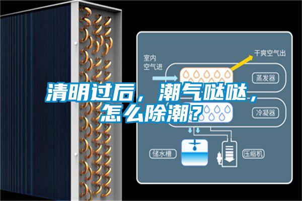 清明過后，潮氣噠噠，怎么除潮？